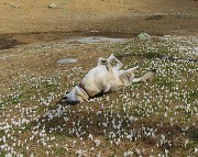 Al Laghetto di Pietra Quadra dalla conca di Mezzeno il 20 aprile 2026 - FOTOGALLERY